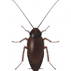 Oriental Cockroach